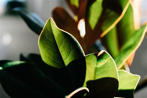 好養的室外植物|在戶外種植大型植物？這9種抗風又好養的植物你不能。